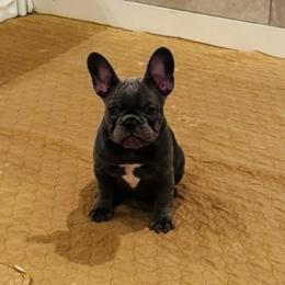 Artemis - Blue female French Bulldog puppy in Campbell Hall, New York from Charlie’s Frenchies