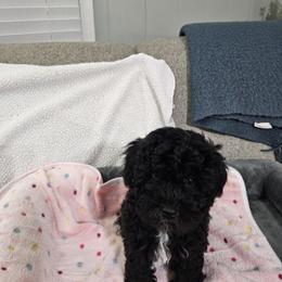 Havapoo Puppies from Derbyville Havapoos