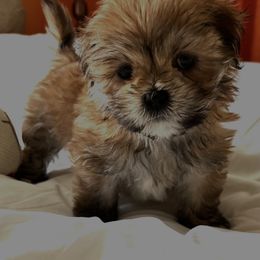 Lhasa Apso Puppies from Tibetan Tails