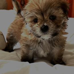 Lhasa Apso Puppies from Tibetan Tails