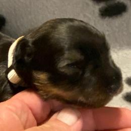 White Collar - Female - Black and silver female Miniature Schnauzer puppy in Robstown, Texas from Alves Miniature Schnauzers