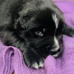 Boy 4 - Black & white male Miniature Australian Shepherd puppy in Pineville, Missouri from Sugarcreek AKC Miniature Australian Shepherds