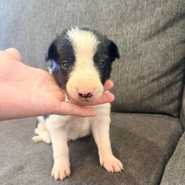Blaze - Black and white male Border Collie puppy in Taylor, Arizona from Vowell Farm Border Collies