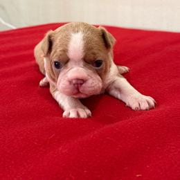 Lilac fawn - Lilac male Boston Terrier puppy in Madera Acres, California from Muggin Bostons Terriers and Mini Dachshund