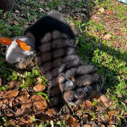 Girl 3 - Black tri-color female Australian Shepherd puppy in Lakeland, Florida from Infinite Aussies