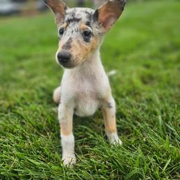 Quartz - Blue merle white and tan female Collie puppy in Eldorado, Kansas from Prairie Creek