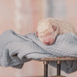 Poodle Puppies from Setting the Standard Poodles