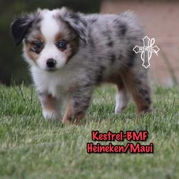 Kestrel - Blue merle female Miniature American Shepherd puppy in Elgin, Oregon from Cross L Miniature American Shepherds