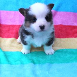 Blue - Gray and white male American Corgi puppy in Leighton, Alabama from Bar P Livestock Corgis