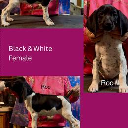 Roo - Black and white female German Shorthaired Pointer puppy in Aitkin, Minnesota from Whispering’s GunDogs