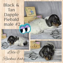 Boy 4 - Piebald male Dachshund puppy in Valrico, Florida from Bloomin Doxies
