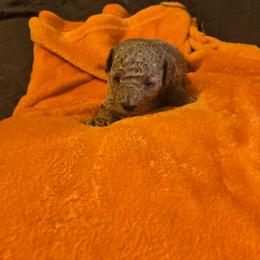 Mikey - Apricot male Poodle puppy in Mc Dade, North Carolina from Toy Poodles of NC