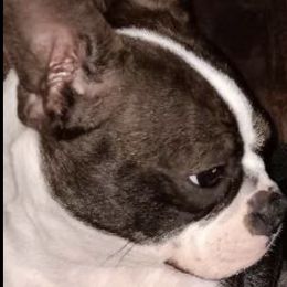 Boston Terriers from Blhazing Hills
