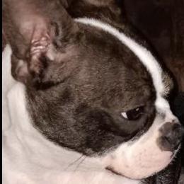 Boston Terriers from Blhazing Hills