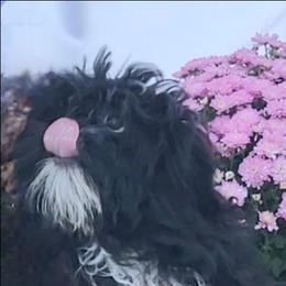 Guardian home . potty training OFA DNA - Black and white male Shih Tzu puppy in Troutville, Virginia from BRIAR HOUSE of Mountain Pass