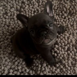 French Bulldog Puppies from The three little frenchies