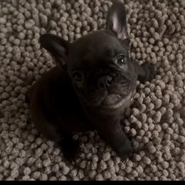 French Bulldog Puppies from The three little frenchies