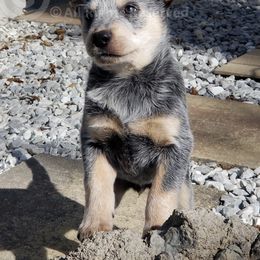 Aspen - Blue Australian Cattle Dog puppy in De Funiak Springs, Florida from BarOne Acres Australian Cattle Dogs
