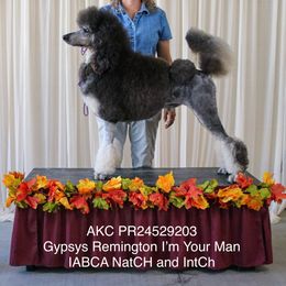 Poodles from Katie Hughes