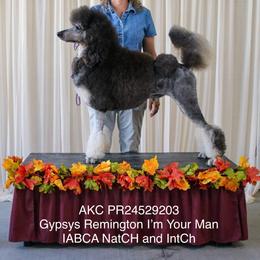 Poodles from Katie Hughes