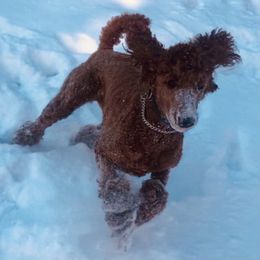 Poodle Puppies from Prissy Pants Poodles LLC