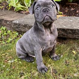 Potato - Blue male French Bulldog puppy in Alexandria, Minnesota from Camarra King