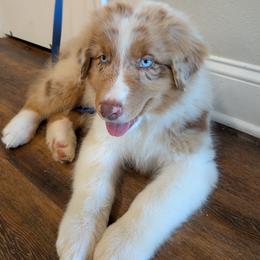 Cupid - red merle male - Red merle male Australian Shepherd puppy in Texas from Wray Aussies
