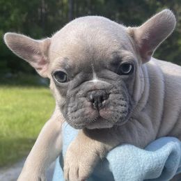 French Bulldogs from Coressa’s Frenchies