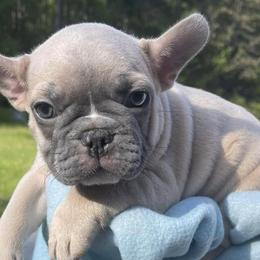French Bulldogs from Coressa’s Frenchies