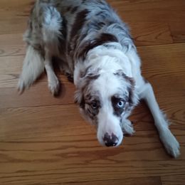 Foxy - Border Collie