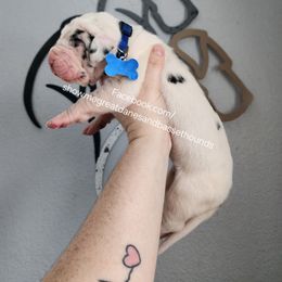 Blue collar - Harlequin male Great Dane puppy in Alton, Illinois from Show Me Great Danes and Basset Hounds
