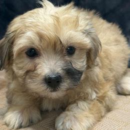 Mugsy - Merle male Maltipoo puppy in Lebanon, Kentucky from Mosaic Merle Doodles