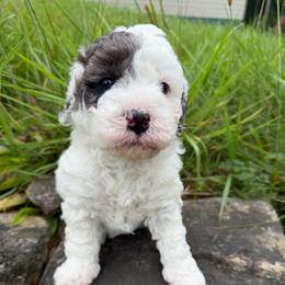Justice - Parti female Goldendoodle puppy in Cherry Tree, Pennsylvania from Plum Creek Acres Next Generation