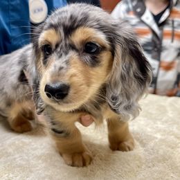Dachshund Puppies from Island Farms Mimi’s Dachshunds Florida
