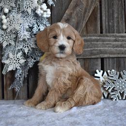 Francine - Apricot female Goldendoodle puppy in Macedon, New York from Toodles Goldendoodles