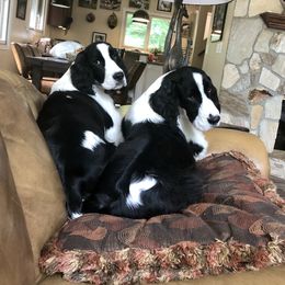 English Springer Spaniel Puppies from Ocoee English Springer Spaniels