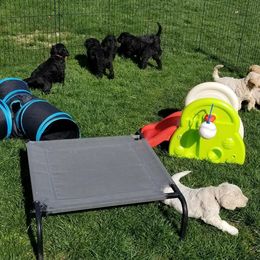 Goldendoodle Puppies from Triple Creek Goldendoodles