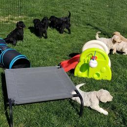 Goldendoodle Puppies from Triple Creek Goldendoodles