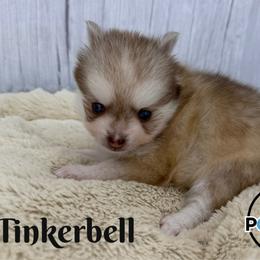 Tinkerbell - Red and white female Pomsky puppy in Eastman, Georgia from Once Upon A Pomsky