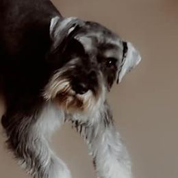 Miniature Schnauzers from Larry Perez Miniature Schnauzers