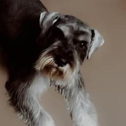 Miniature Schnauzers from Larry Perez Miniature Schnauzers