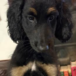 HOMER - Black and tan male Afghan Hound puppy in Micanopy, Florida from Fortuna Farms