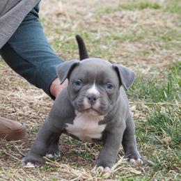 Pluto - Blue male American Bully puppy in Orlinda, Tennessee from SimplyBullies