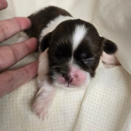 Male liver and white narrow white on face - Liver and white male Shih Tzu puppy in Missouri from Farm Animal Mommy Shih tzu's Michalek Dog Breeder