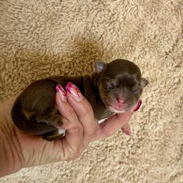 Solana - Chocolate and white female Chihuahua puppy in Menifee, California from Lane’s Little Long Coats