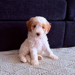 Benedict - Parti male Goldendoodle puppy in Barstow, California from Golden Desert Doodles