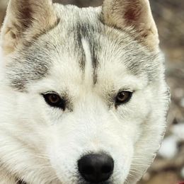 Siberian Huskies from Canyon Creek Siberian