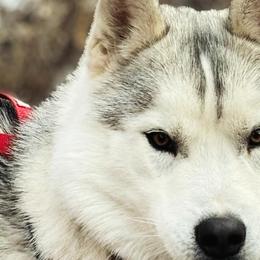 Siberian Huskies from Canyon Creek Siberian