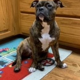 American Bully Puppies from Shooting Star Bullies