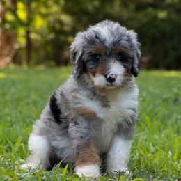 Valka - Blue merle female Aussiedoodle puppy in Mountain Home, Arkansas from Amos and Oak Doodles
